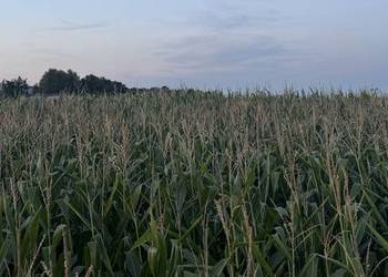 Kukurydza na kiszonkę na pniu – 2,15 ha – Otoczna / Września Otoczna