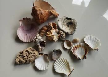 muszle morskie 17 sztuk akwarystyka ozdoba