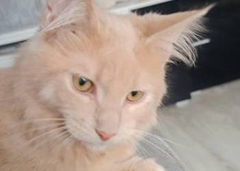 Gryzek Maine Coon