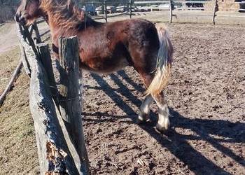 Sprzedam ogierka zimnokwistego