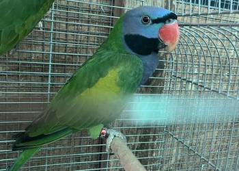 Aleksandretty chińskie