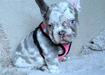 Buldog francuski suczka i piesek