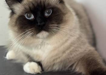 ragdoll kocur kocurek rodowód FPL felinoterapia