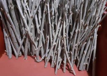 Sztobry porzeczki czarnej I czerwonej