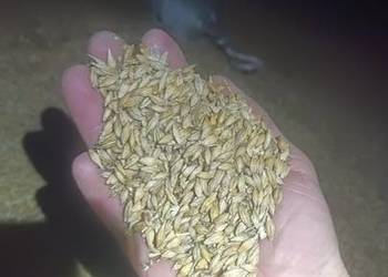 Owies żyto jeczmień jare