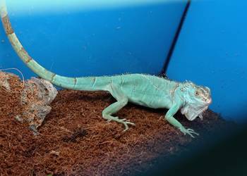 Blue Iguana Legwan Młody Blue