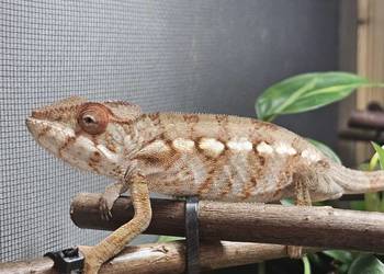 Samica kameleona lamparciego adopcja