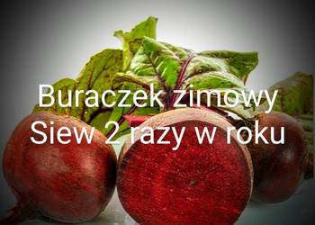 Buraczek.zimowy nasiona Burak kula podłużny