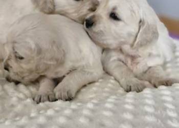 Golden Retriever FCI suczka zkwp