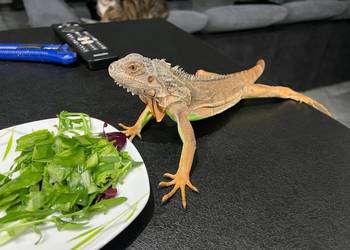 Sprzedam w dobre ręce. Młody Legwan zielony. Oswojony