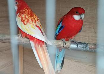 Sprzedam rozelle białoce