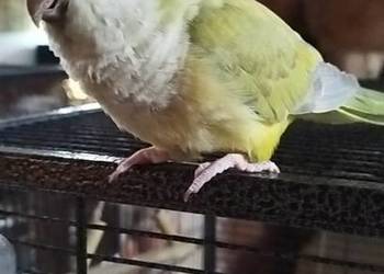 Papuga mnicha nizinna z klatką