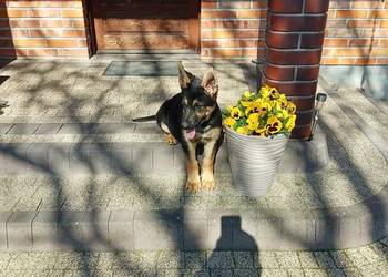 Owczarek niemiecki uzytkowy