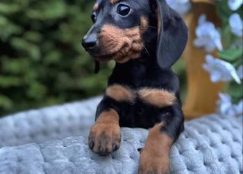 Cudowna sunia Jamnik miniaturowy standard czarno podpalana z rodowodem