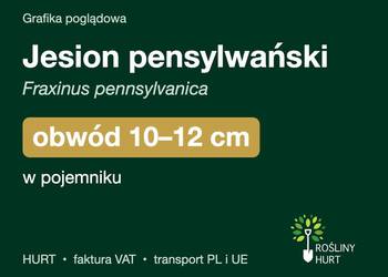 Jesion pensylwański obwód 10-12 cm, w pojemniku – HURT