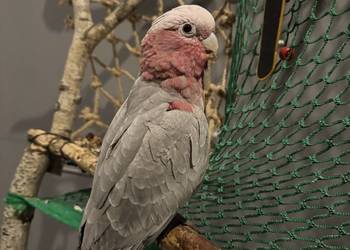 Papuga kakadu różowa