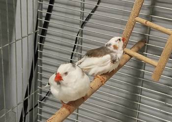 Sprzedam ptaszki zeberki z klatką