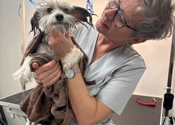 Strzyżenie czworonogów - Szczecin Prawobrzeże.