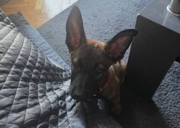 Owczarek belgijski malinois suczka 8 tygodni