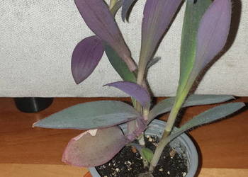 Trzykrotka, setkrezja purpurowa, szybko rośnie