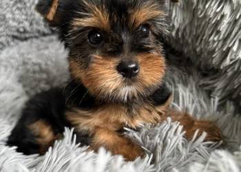 Dziewczynka Yorkshire Terrier Wyprawka Chip