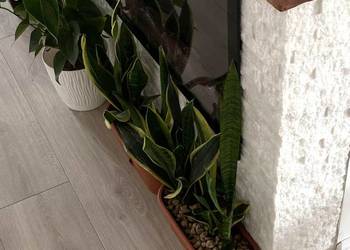 Panel ścienny Marmur White Stackstone 10x36x0,8-1,3 cm