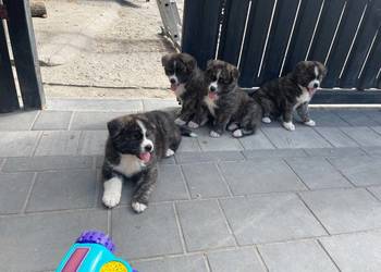 Piękne Szczenięta Akita Japońska