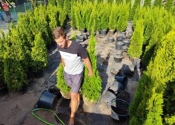 Tuje Śląsk- Mysłowice, Dąbrowa Górnicza, Będzin, Czeladż dostawa gratis