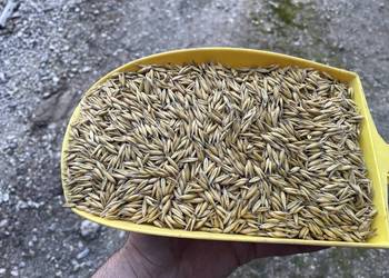 Owies Gepard (rok po centrali)