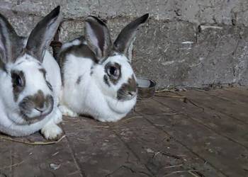 Sprzedam 2 samiczki mieszance