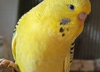 Faliste TCB żółte 26 r.