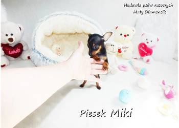Pinczer miniaturowy- Ratlerek, tzw.sarenka, MINI Piesek MIKI Do odbioru