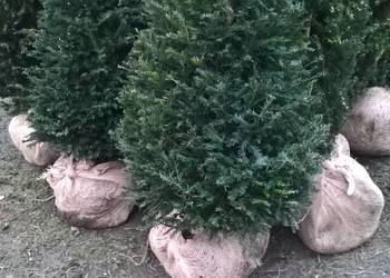 Mega wysoki Gotowy Żywopłot Cis Baccata