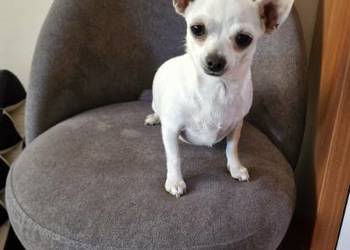 Chihuahua suczka biała  1,5 roczna