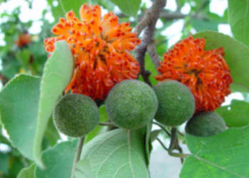BRUSONENCJA MORWA PAPIEROWA Broussonetia papyrifera - NASIONA 100g