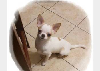 Chihuahua śliczny odchowany piesek biały w łatki