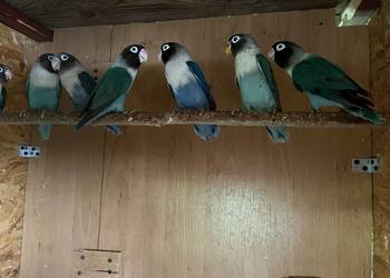 Nierozłączki Czarnogłowki / czerwonoczelne