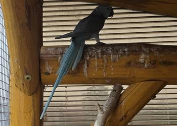 Aleksandretta obrożna Niebieska Samica