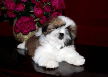 Shih Tzu - Szczeniaczek