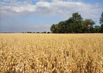 OWIES OZIMY tegoroczny plon 7 t/ha