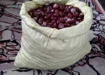 Kasztany tegoroczne NOWE z 2025 roku