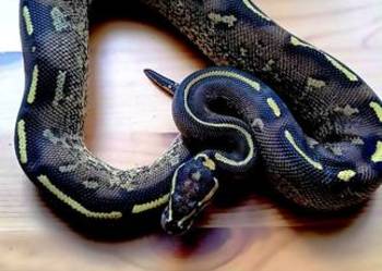 Pytony królewskie python regius