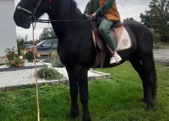 Koń wałach 4 lata Fryz Wstęmpnie zajeżdżony