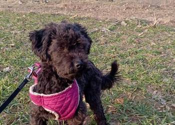 Hetman piesek rasy Rosyjska Bolonka Kolorowa