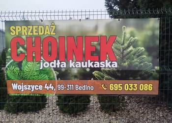 CHOINKI PIĘKNA JODŁA KAUKASKA Z WŁASNEJ PLANTACJI