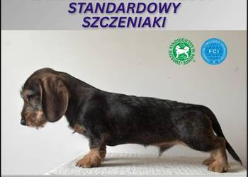 Jamnik Szorstkowłosy Standardowy ZKWP FCI