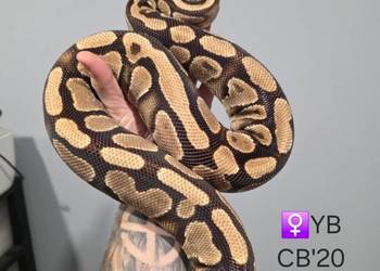 Pyton królewski (regius) samica yb