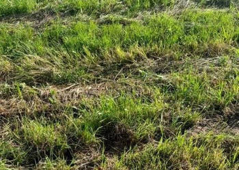 Działka budowlana nad morzem Rusinowo / Jarosławiec