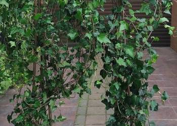 Duże bluszcze Hedera Helix w donicy 2-2,5m