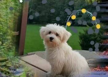 Hawanczyk hawaneze slodkie maluszki